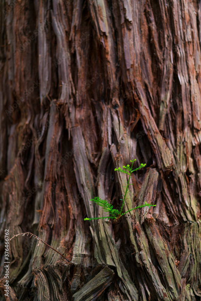 SEQUOIA - SEQUOYA (Sequoia sempervirens) Sole living species genus Sequoia, cypress family Cupressaceae (formerly treated in Taxodiaceae). Coast redwood, coastal redwood and California redwood SEQUOIA - SEQUOYA (Sequoia sempervirens) Sole living species genus Sequoia, cypress family Cupressaceae (formerly treated in Taxodiaceae). Coast redwood, coastal redwood and California redwood
