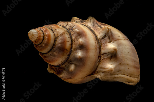 colorful sea shells macro in top view on Isolated in a black background