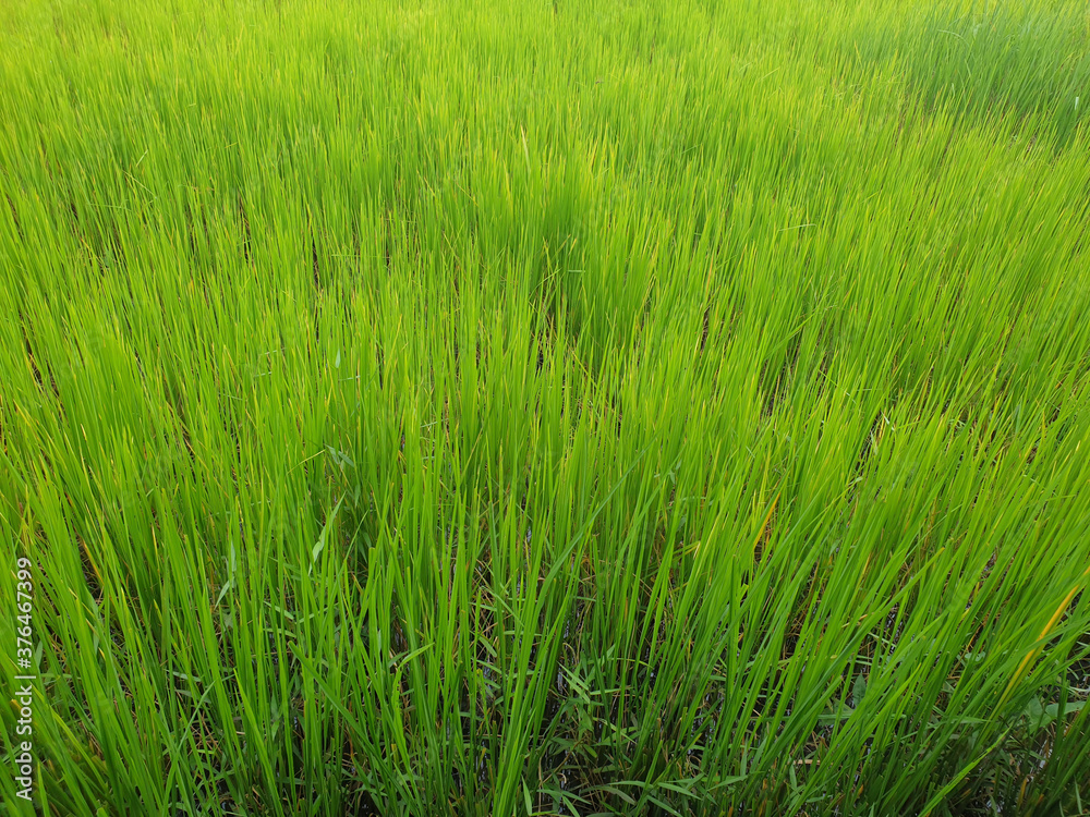 The lush green rice fields are growing