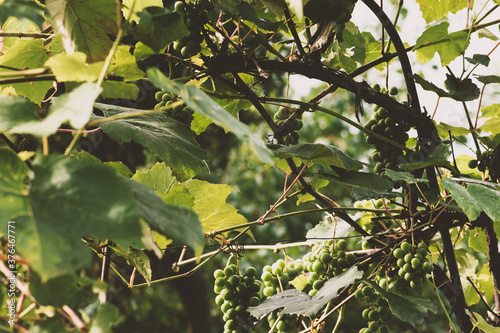 Bunches of hanging green and wet grapes in the shade during autumn. Vintage tone filter color style
