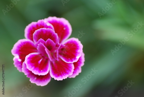 Makro Blume