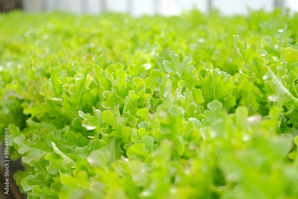 lettuce vegetable growing in plant nursery in hydroponics farm