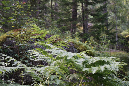 Mountain landscape. Large stones overgrown with green moss in the forest. Siberian taiga in summer. Stolby national park in Krasnoyarsk. The nature of Siberia. Dark dense forest background.