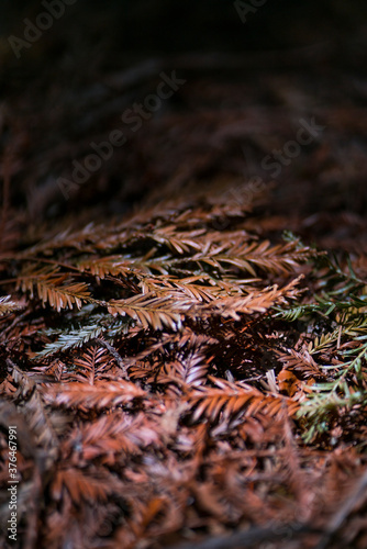 SEQUOIA - SEQUOYA (Sequoia sempervirens) Sole living species genus Sequoia, cypress family Cupressaceae (formerly treated in Taxodiaceae). Coast redwood, coastal redwood and California redwood
