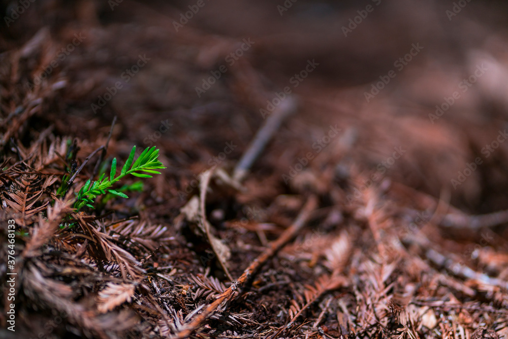 SEQUOIA - SEQUOYA (Sequoia sempervirens) Sole living species genus Sequoia, cypress family Cupressaceae (formerly treated in Taxodiaceae). Coast redwood, coastal redwood and California redwood SEQUOIA - SEQUOYA (Sequoia sempervirens) Sole living species genus Sequoia, cypress family Cupressaceae (formerly treated in Taxodiaceae). Coast redwood, coastal redwood and California redwood
