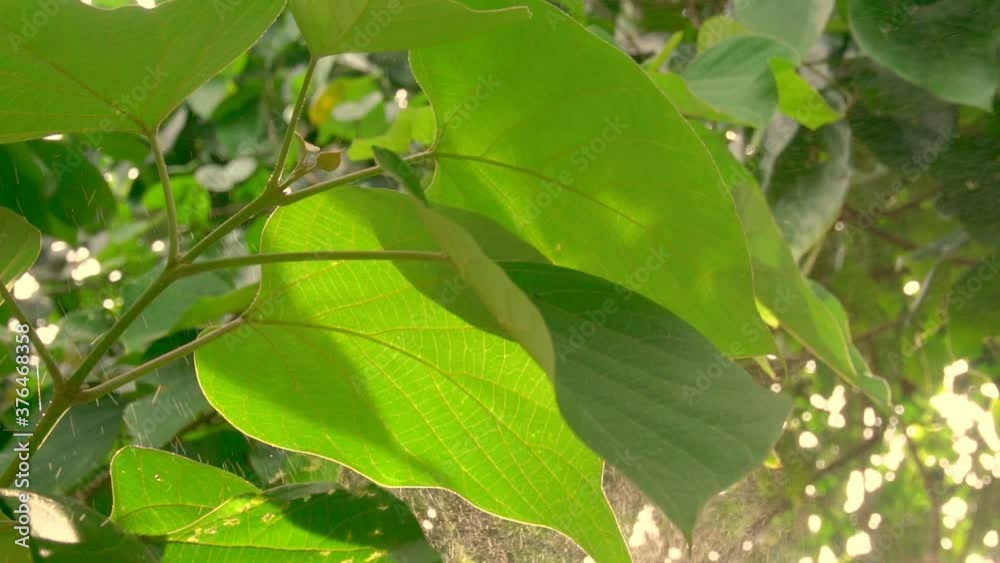 Bright green leaves of trees sway in the wind under the rays of the sun. Bright green leaves of trees sway in the wind under the rays of the sun.