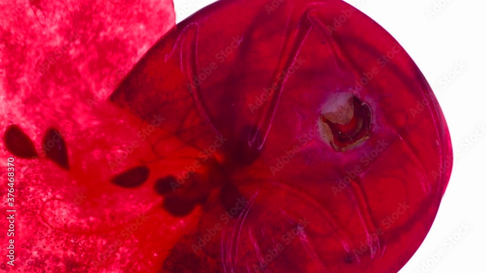 Juice from One Cranberry. Cranberries are compressed and crushed close-up on a bright white background, creating a juicy burst of pulp and a bright shell. Shooting at 120fps