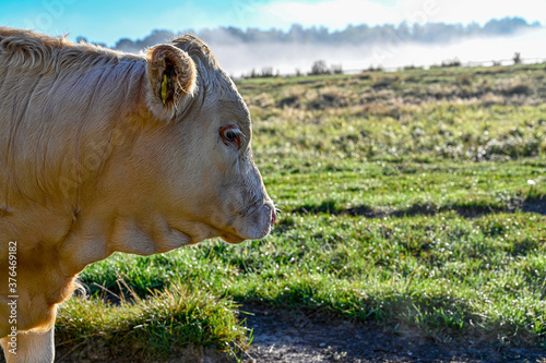 cow standing on a field of gras photo