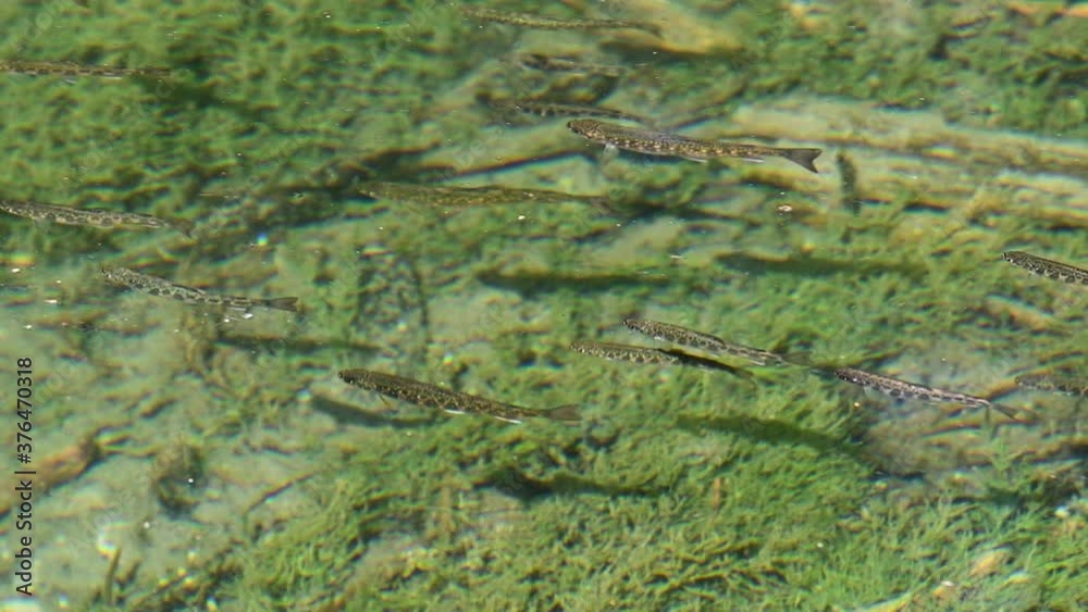 A closeup view of a group of young brook trout swimming in a clear mountain lake. Green plants can be seen on the bottom of the lake.
A closeup view of a group of young brook trout swimming in a clear mountain lake. Green plants can be seen on the bottom of the lake.