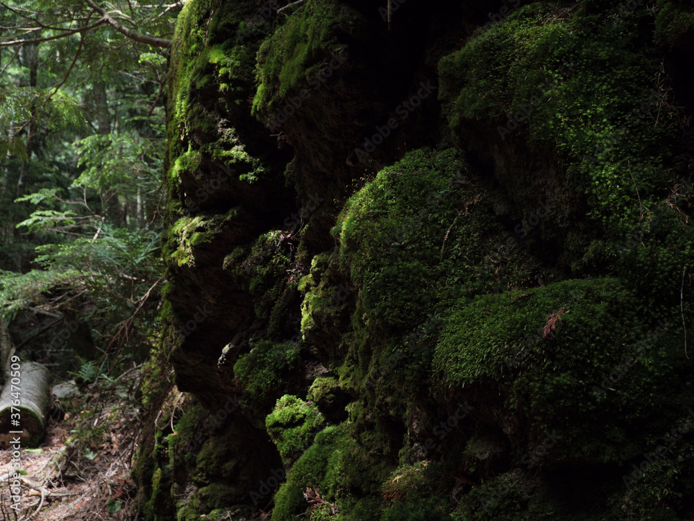 奥日光の切込湖・刈込湖～涸沼のハイキング道