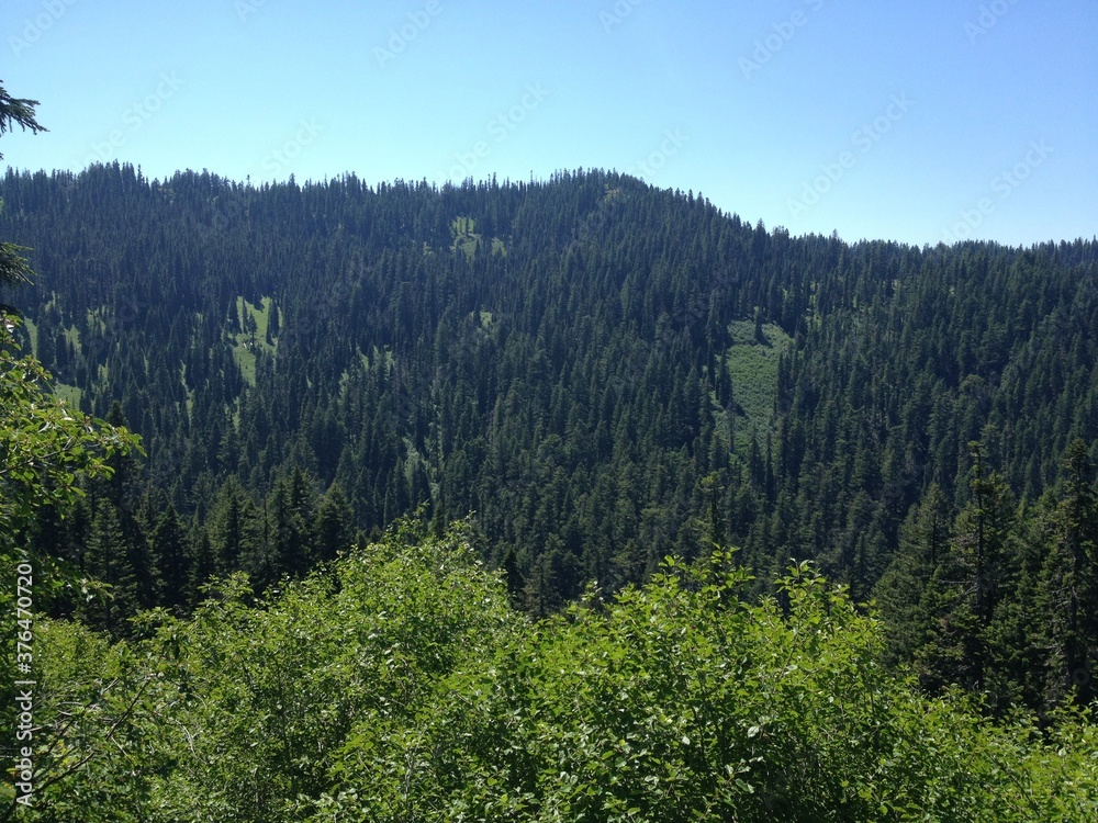 Forest mountain landscape blue sky