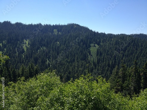 Forest mountain landscape blue sky