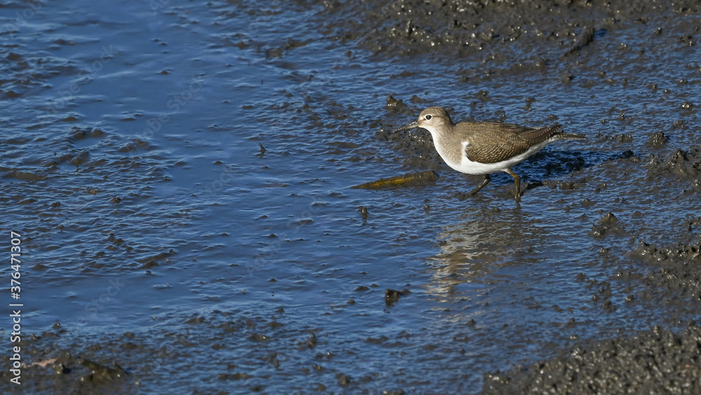 Piro piro piccolo posato sulla sabbia del fiume in cerca di cibo Piro piro piccolo posato sulla sabbia del fiume in cerca di cibo