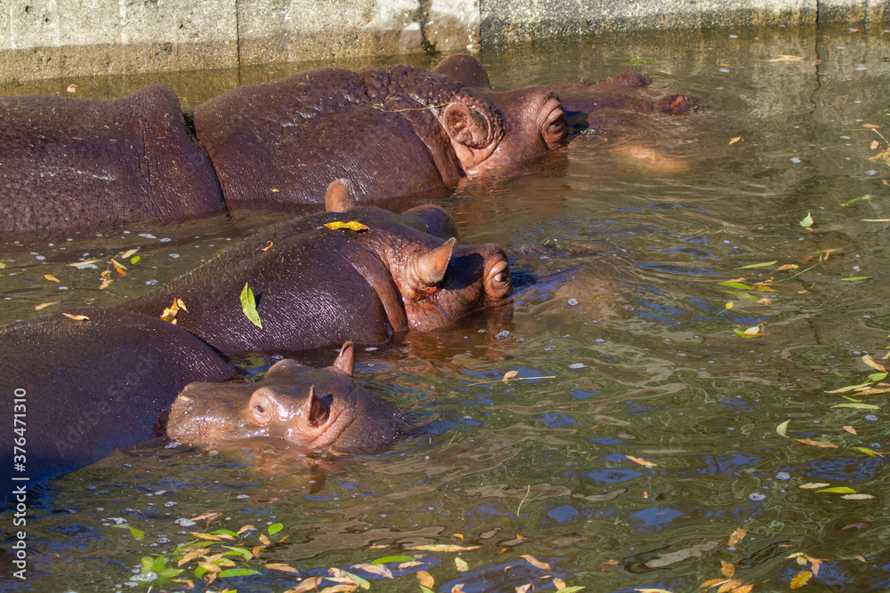 Fototapeta premium A large fat adult hippoin water with his little cub in a park in nature during the day