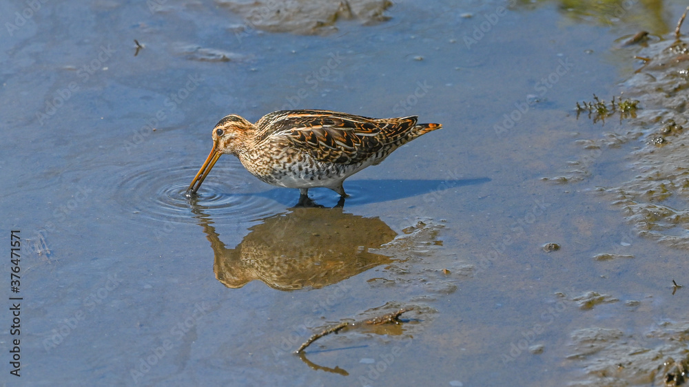 Beccaccino, limicolo durante la migrazione, che cerca cibo sulla spiaggia