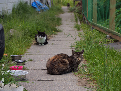 日光湯元温泉の野良猫