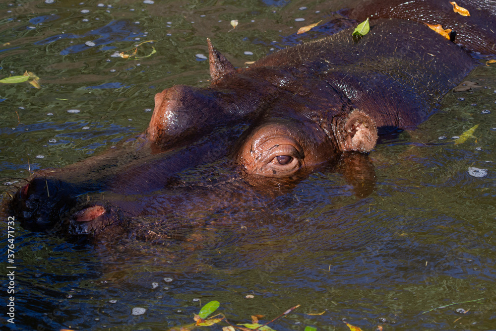 Fototapeta premium hippopotamus in water