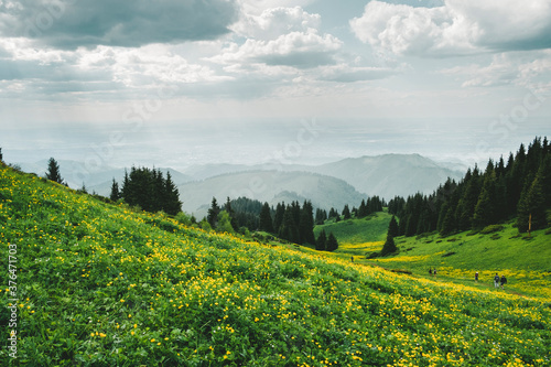 Mountain fields and meadows with yellow flowers in Kazakhstan near the city of Almaty