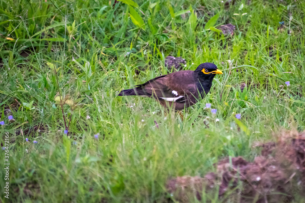 Close up,isolated image of Common Myna bird in open area on a hill in Pune,India. Close up,isolated image of Common Myna bird in open area on a hill in Pune,India.