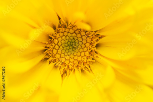 Flor amarilla macro © drul22