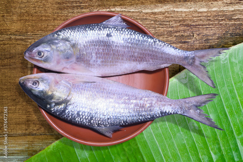National fish of Bangladesh Hilsa Fish. Popular Ilish fish of Southeast Asia. 2 Hilsa fish in a clay pot with banana leaves.