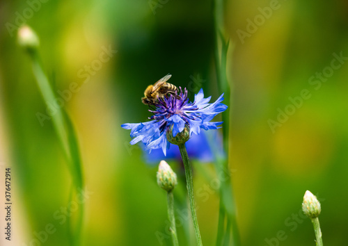 Wallpaper Mural bee on a cornflower Torontodigital.ca