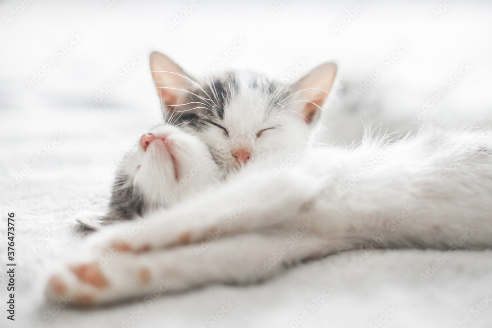 Adorable kittens sleeping on soft bed in morning light. Two cute white and grey kittens sleeping together on cozy blanket. Furry family in new home, adoption concept