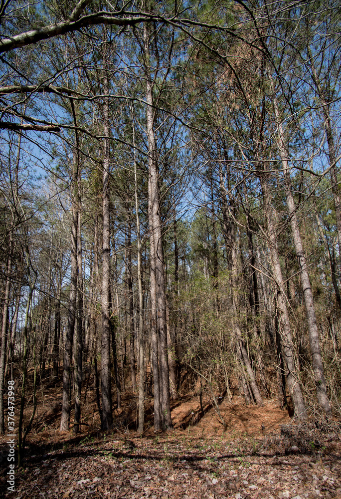 Tall trees line a walking trail through a pine forest on a clear blue sky day Tall trees line a walking trail through a pine forest on a clear blue sky day