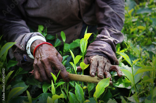Hand of an women tea garden worker busy on collecting tea buds and leaves with a handmade bamboo tool. 
