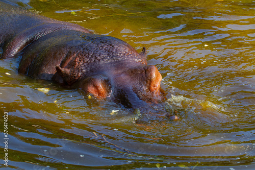  A large fat adult hippo with his little cub in a park in nature during the day