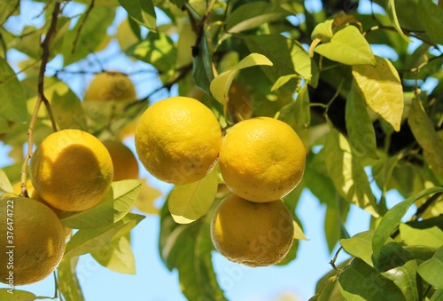 oranges growing on the tree in Seville Spain stock  photo  photograph  picture  image