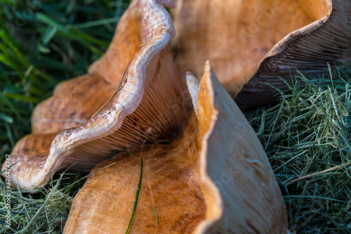 Mushrooms in the grass