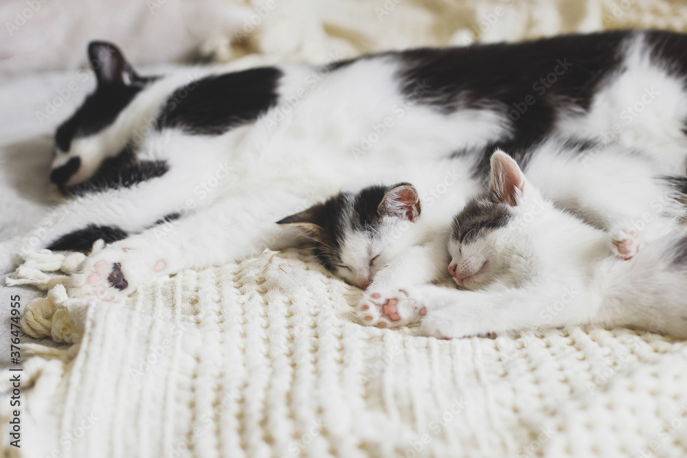 Adorable kittens sleeping with cat on soft bed, cute furry family. Mother cat resting with two little kittens on comfy blanket in room, sweet moment. Motherhood and adoption concept Adorable kittens sleeping with cat on soft bed, cute furry family. Mother cat resting with two little kittens on comfy blanket in room, sweet moment. Motherhood and adoption concept