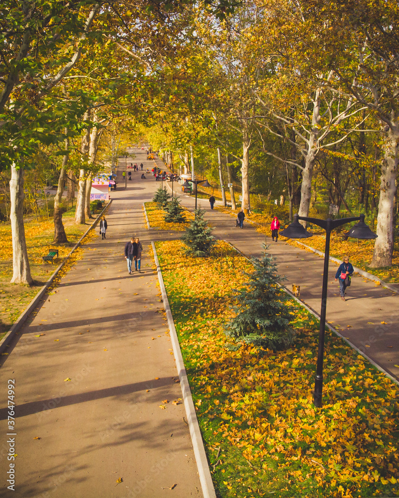 People walking in autumn park with golden leaves on sunny weather. Aerial view