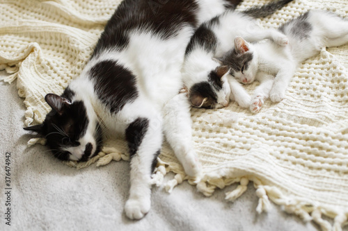 Cute cat sleeping with little kittens on soft bed. Mother cat resting with baby kittens on comfy blanket in room, sweet adorable moment. Motherhood and adoption concept