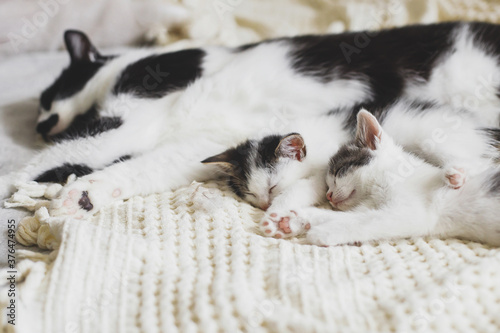 Adorable kittens sleeping with cat on soft bed, cute furry family. Mother cat resting with two little kittens on comfy blanket in room, sweet moment. Motherhood and adoption concept