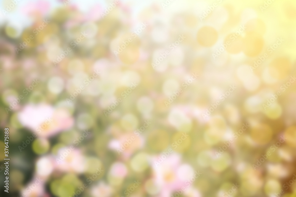 Obraz premium Abstract bokeh and cosmos flower background.