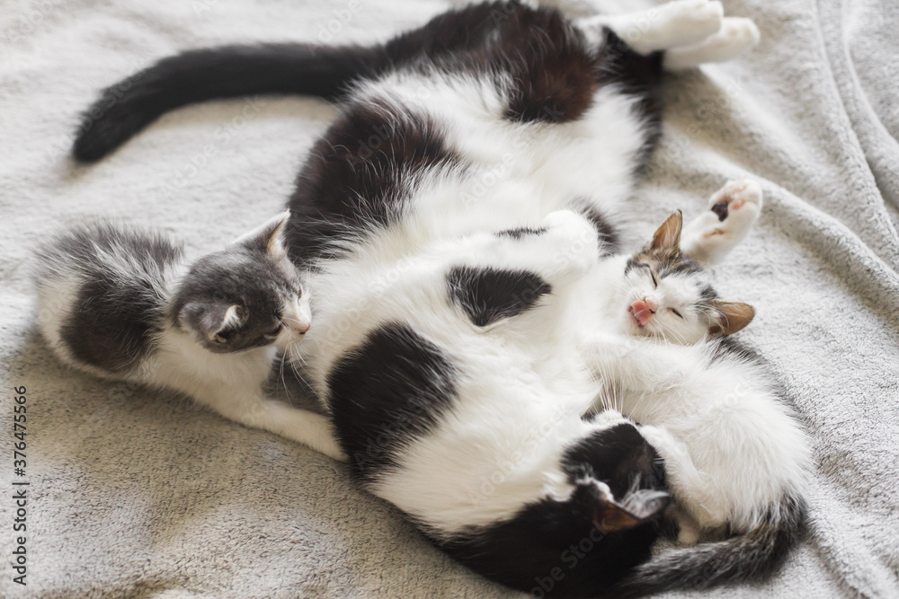 Fototapeta premium Adorable kittens sleeping with cat on soft bed, cute furry family. Mother cat resting with two little kittens on comfy blanket in room, sweet moment. Motherhood and adoption concept