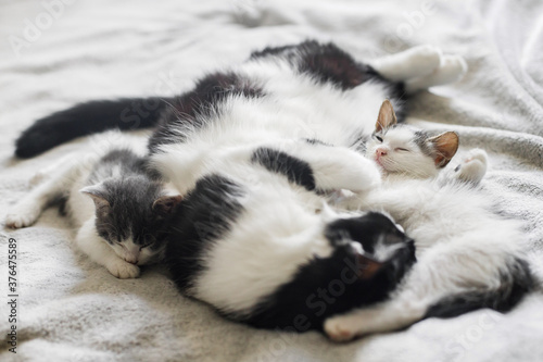 Cute cat sleeping with little kittens on soft bed. Mother cat resting with baby kittens on comfy blanket in room, sweet adorable moment. Motherhood and adoption concept