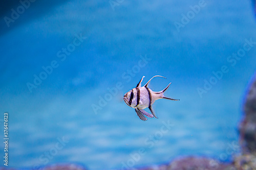 A small tropical cardinalfish - Banggai cardinalfish (Pterapogon kauderni). Popular aquarium fish.