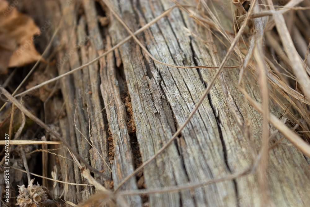 texture of wood