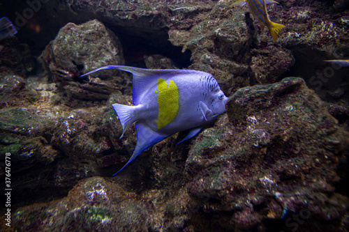 Pomacanthus maculosus is a marine angelfish with common names including halfmoon, yellowband, yellowbar, Arabian yellowbar, yellow-blotch. photo