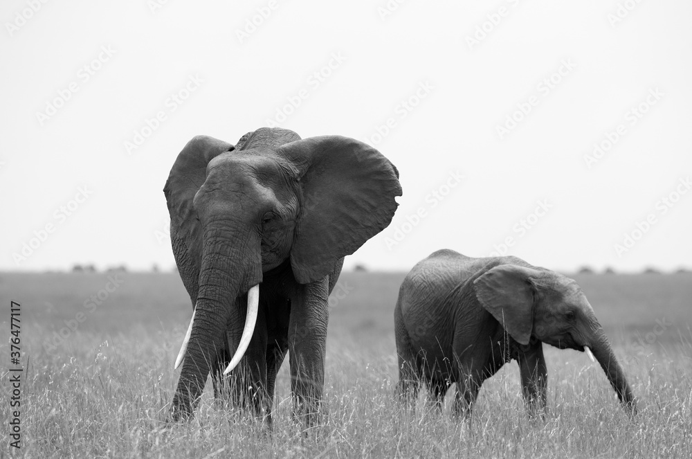 African elephants grazing in Savannah grassland, Masai Mara