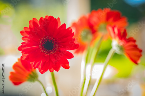 A bouquet of some red gerbera flowers in front of vivid and colorful background  mostly green and blue. Good for romantic background with flowers.