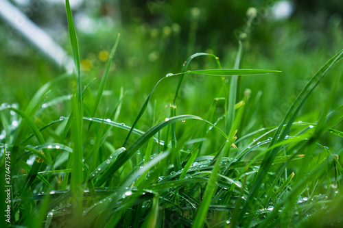 Green grass with dew drops. Lawn after rain.