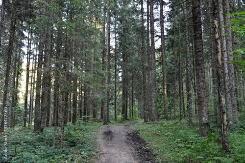 HDR photography of wild forest