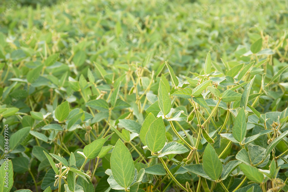 Fototapeta premium Rural landscape with fresh green soy field. Soybean field