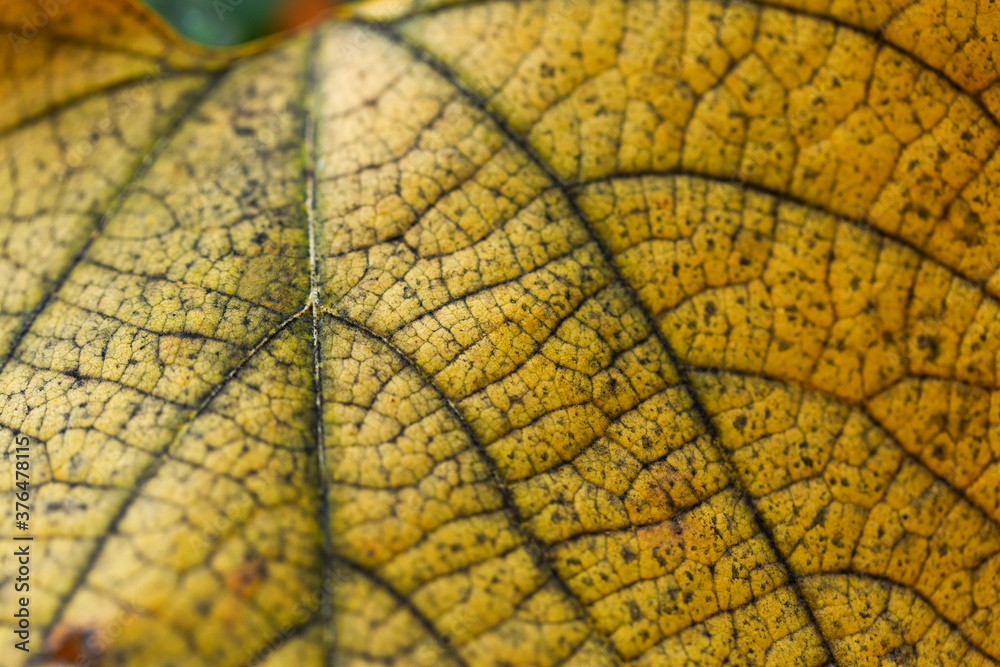 Obraz premium Yellow leaf macro texture. Aristolochia leaves with veins and structure close-up. Bright autumn background.