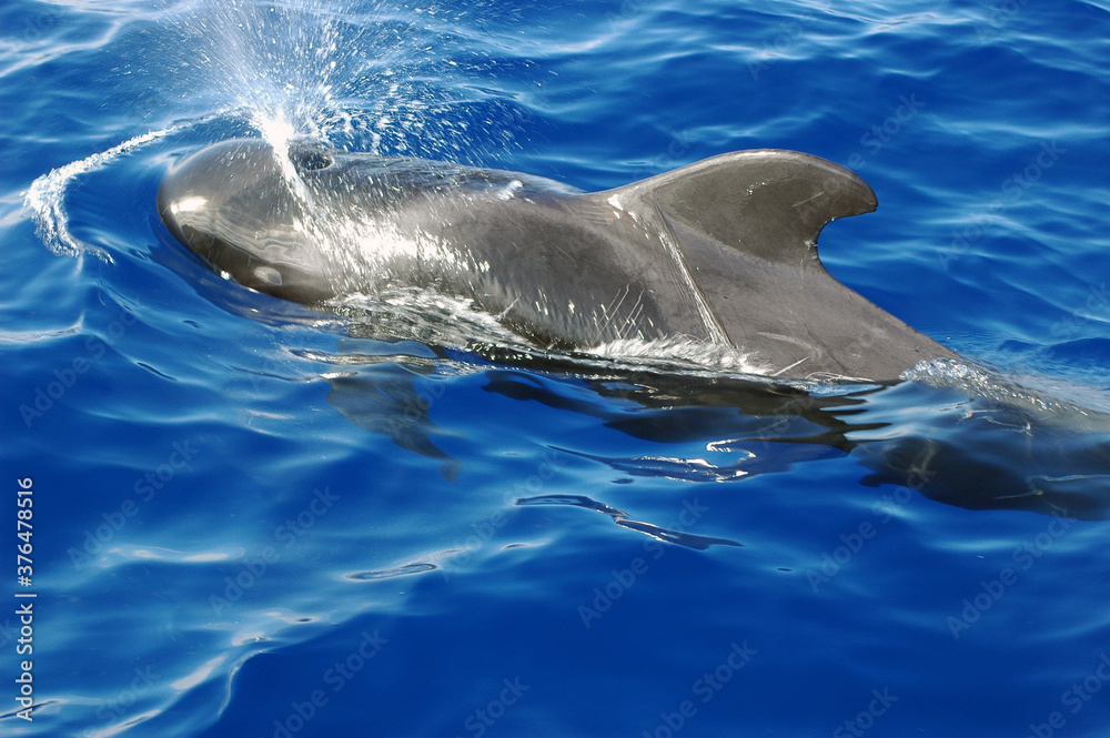 Obraz premium Friendly dolphin jumping out of the water, Atlantic Ocean, Canary Islands, Spain, amazing marine mammals in the natural habitat, leaping or breaching out of the sea, playfully swimming alongside boats