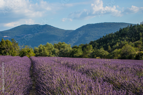 Horizontal picture of blooming lavender fields in France with mountains or big hills in the background.